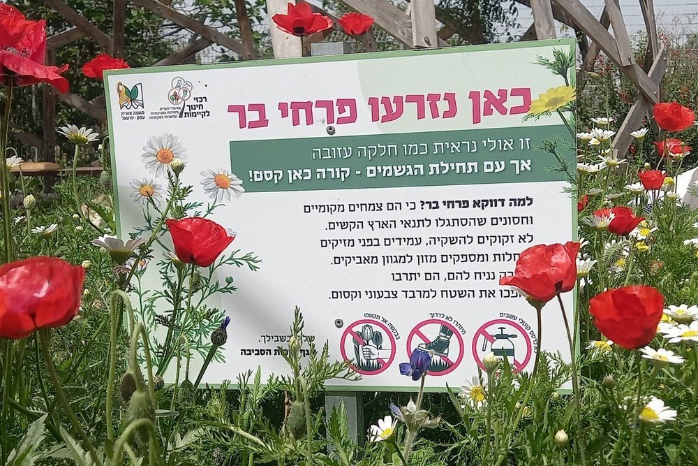 כאן נזרעו פרחי בר