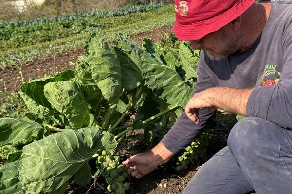 רמי חורב - קטופתי